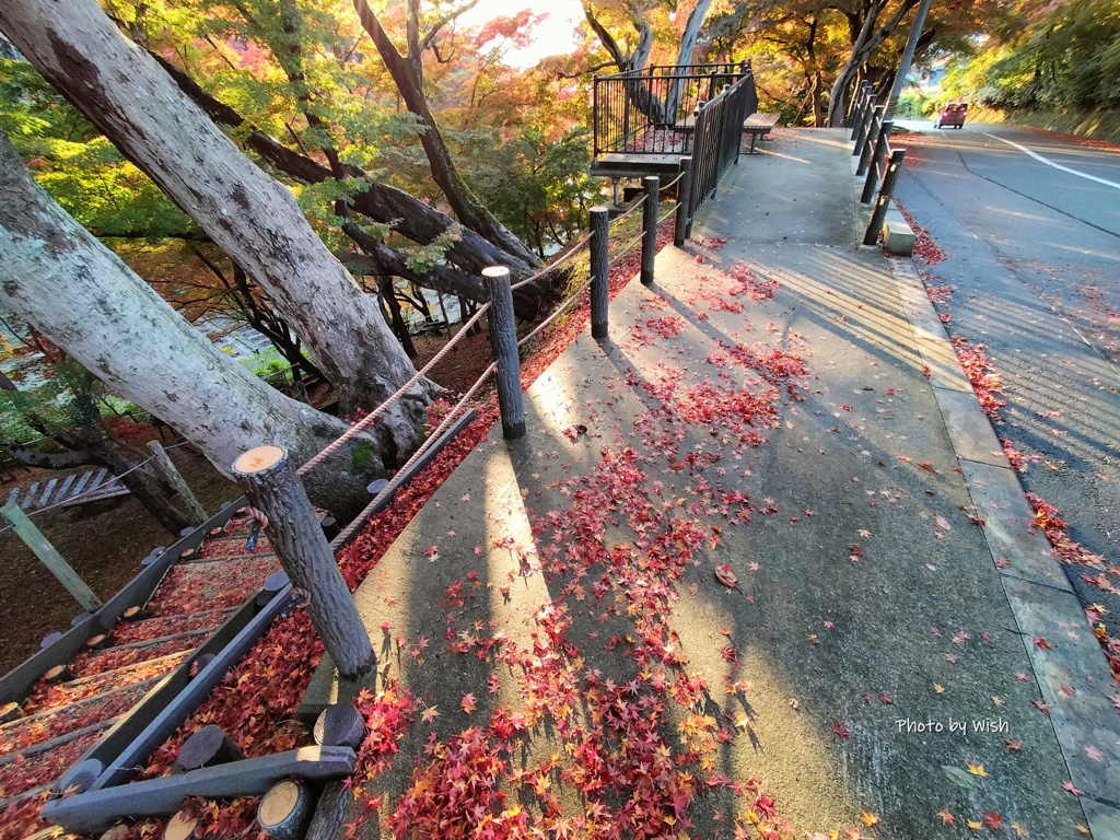 夕陽に照らされて