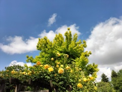 初夏の風景