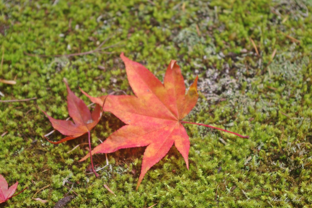 落葉紅葉