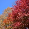 秋の三色