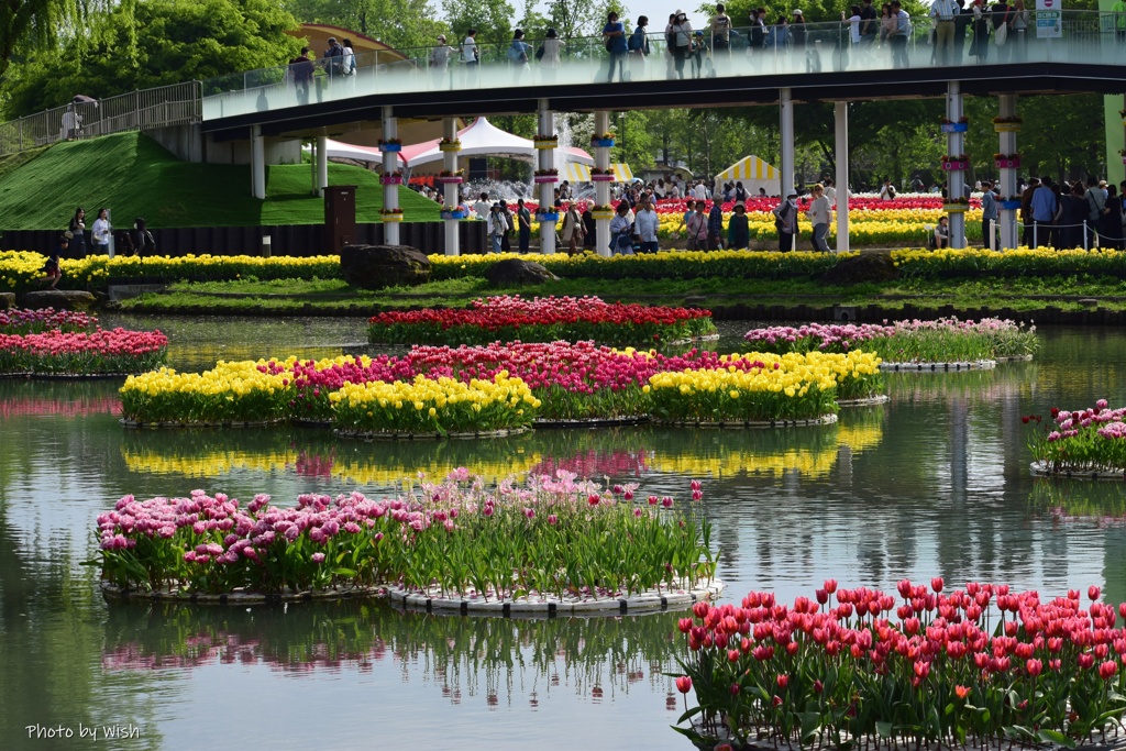 水上花壇