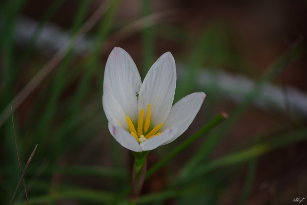 白花