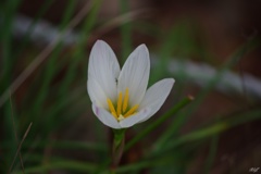 白花