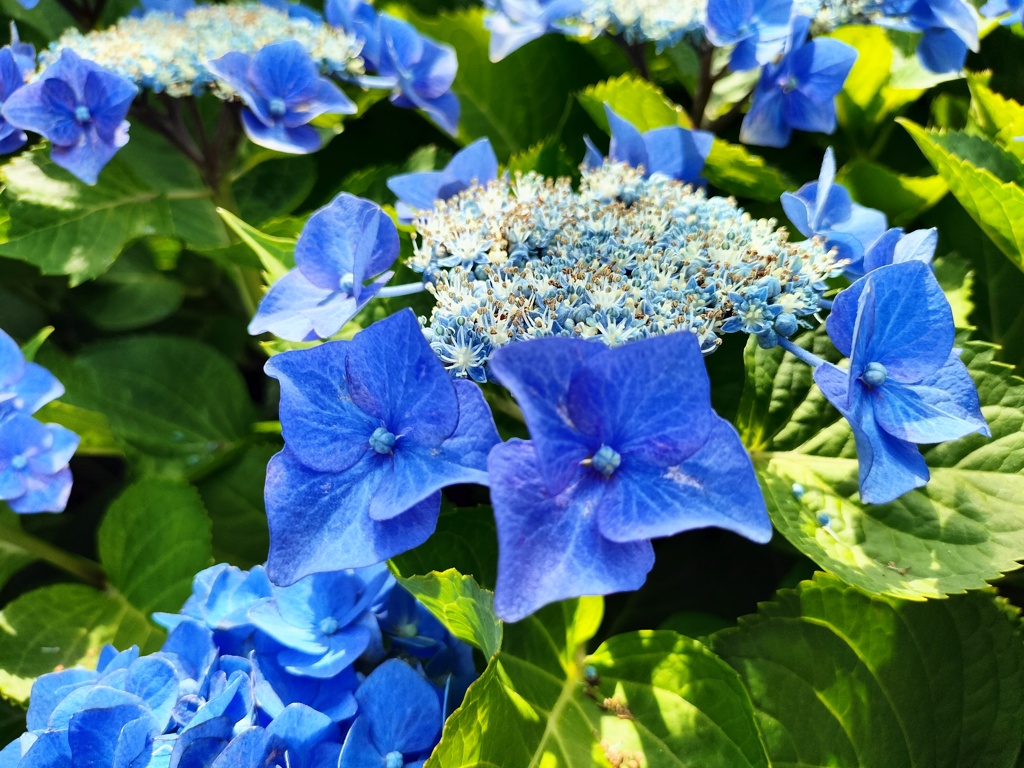 紫陽花