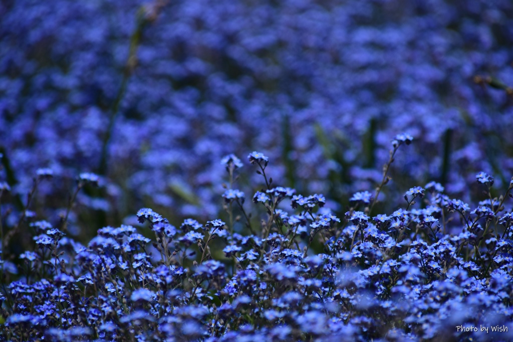 blue