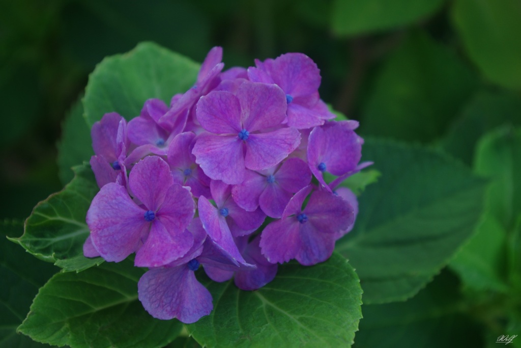 初秋の紫陽花