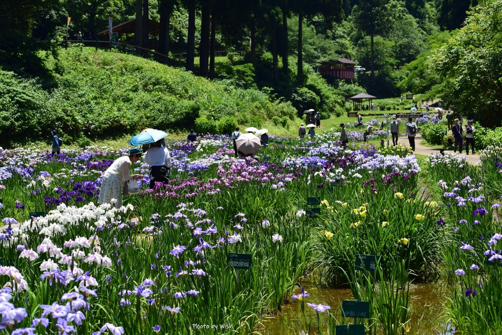 日傘と花しょうぶ