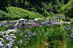 日傘と花しょうぶ