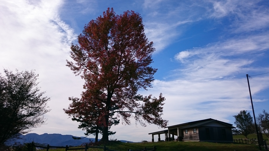 秋晴れの紅葉