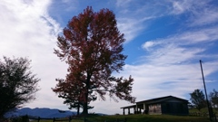 秋晴れの紅葉