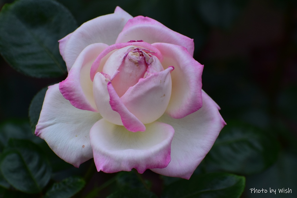 ６月の薔薇