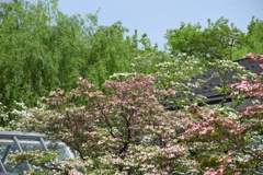 初夏の木々