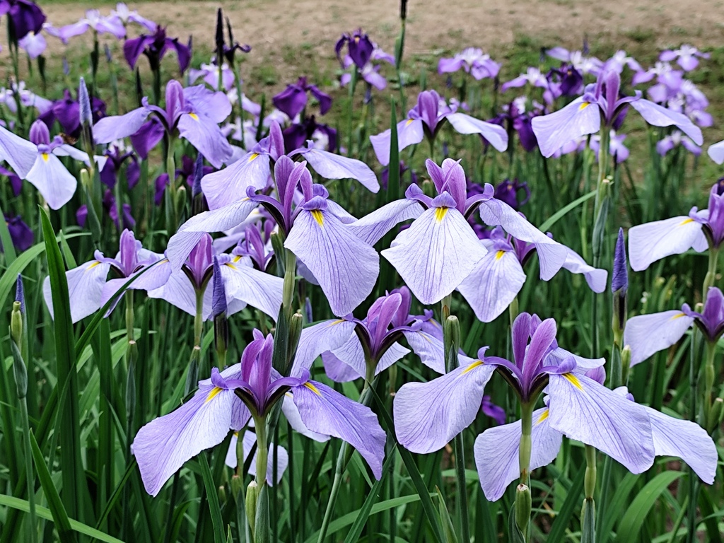 花菖蒲