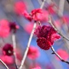 紅梅