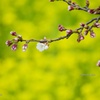 一輪の桜
