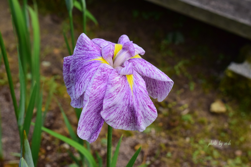 花菖蒲