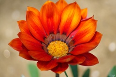 bloom