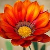 bloom