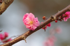 華麗に