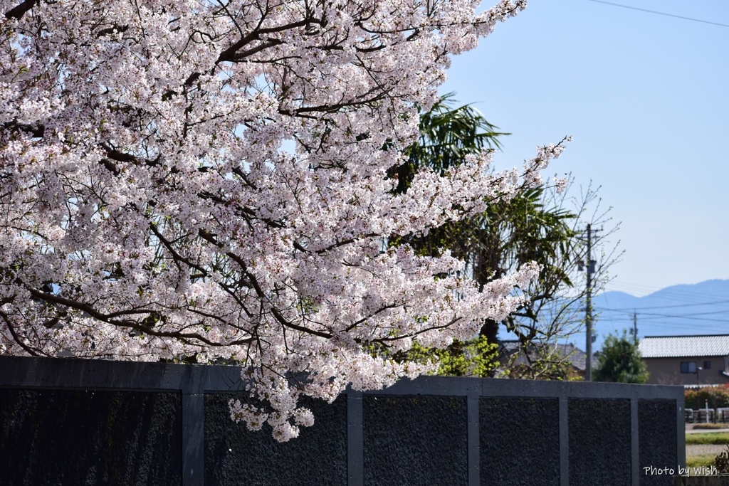 満開の桜