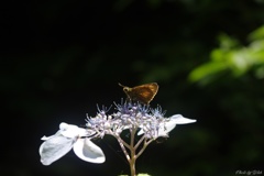 宇津江四十八滝　出会い