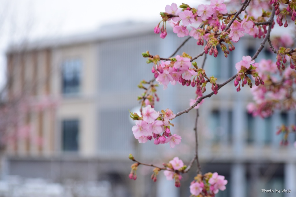 河津桜