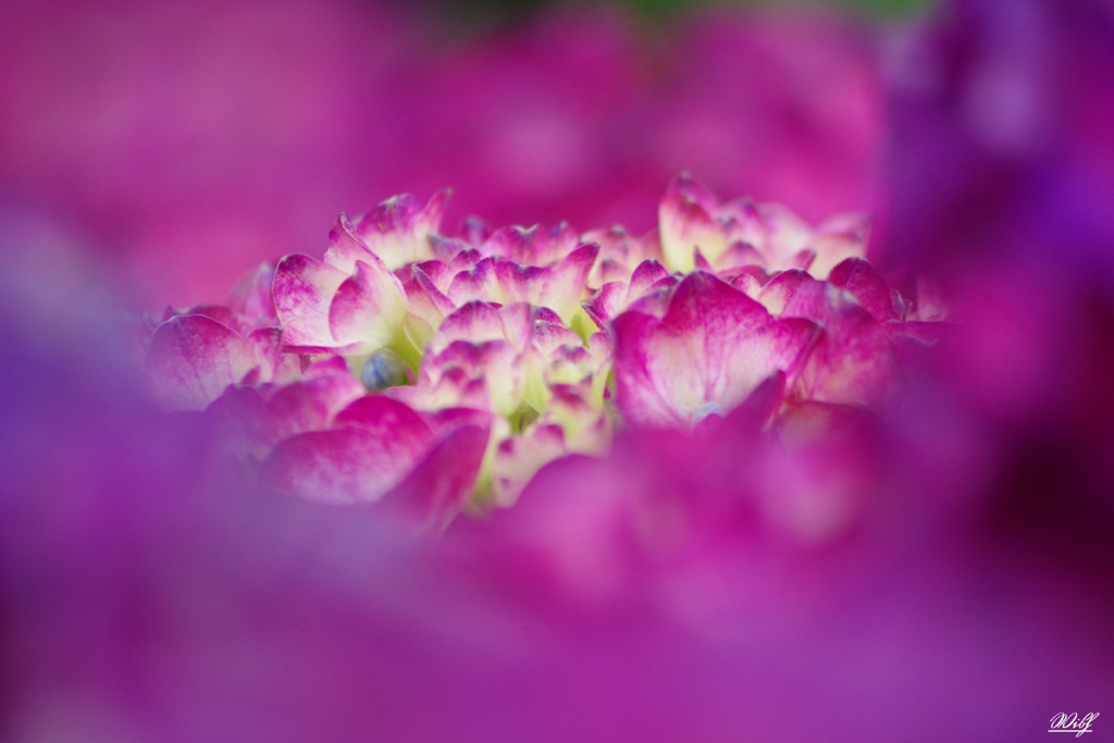 囲まれた紫陽花