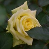 秋薔薇