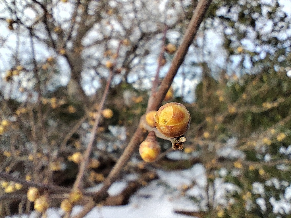蕾