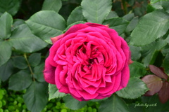 大輪の薔薇