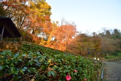 山茶花の季節