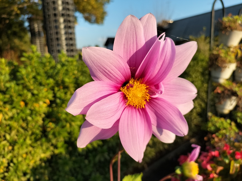 DAHLIA