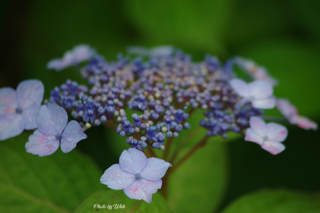 6月初旬の紫陽花