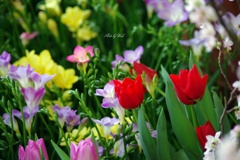 春色の花々
