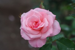富山県花総合センターの薔薇園にて