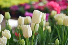 White　tulip