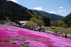 國田家の芝桜：２０１３年５月撮影②
