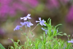 芝桜