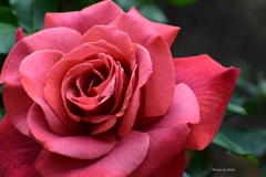 ５月の薔薇
