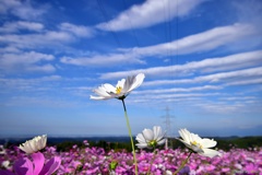 晴れた秋空