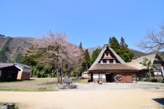 里山にも桜前線到来