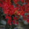 せせらぎ街道：雨の紅葉