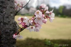 幹咲きの桜