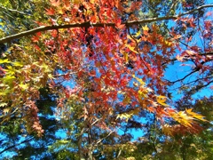 色つく紅葉グラデーション