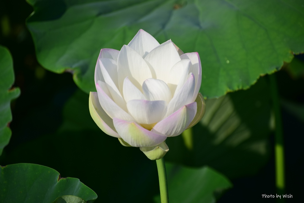 水田に咲く花