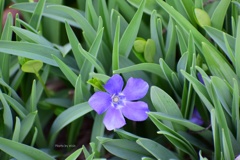 春の草花