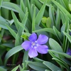 春の草花
