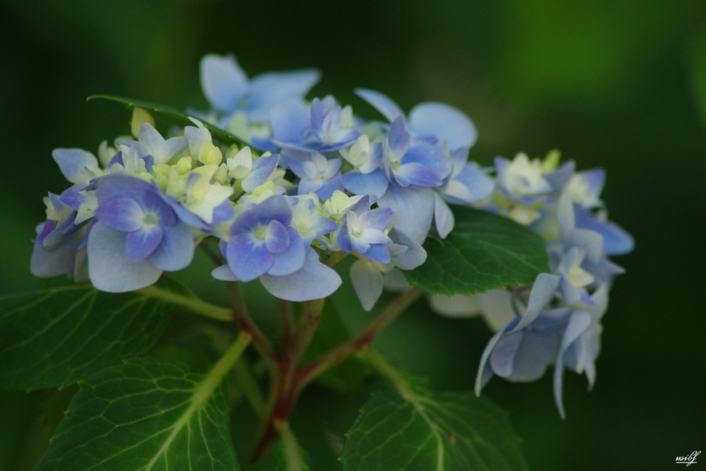 紫陽花