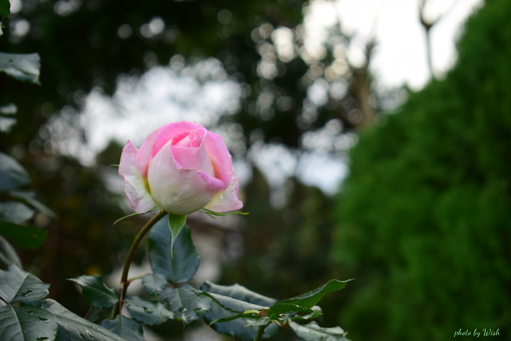 晩秋の秋薔薇