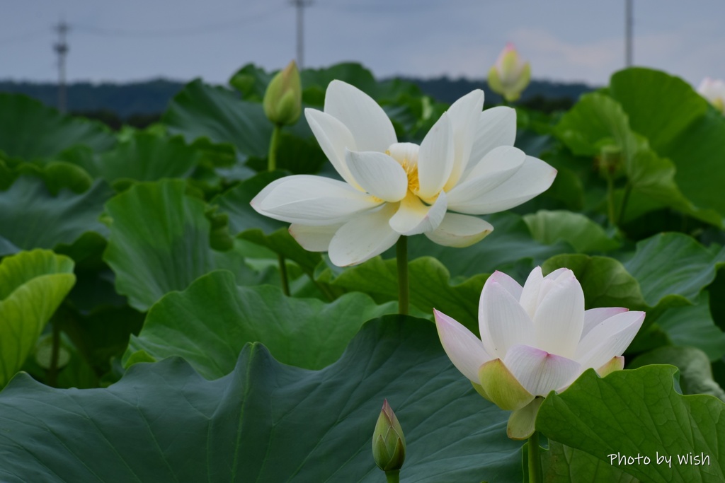 水田に咲く花